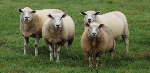Moselle : pour éviter une fermeture, une école inscrit 4 moutons dans l’établissement