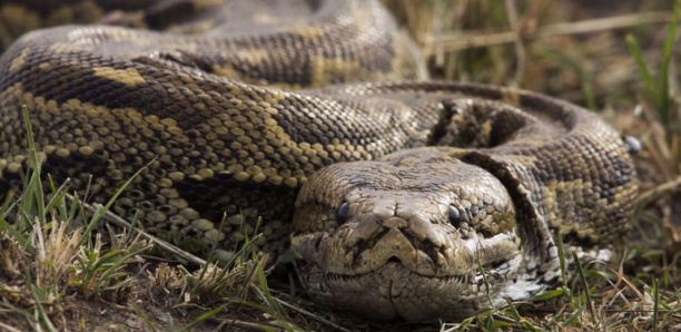 Une femme retrouvée morte dans l’estomac d’un python