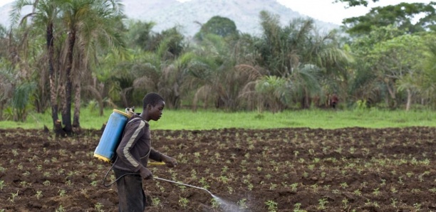 Des pesticides interdits en Europe toujours exportés depuis la France