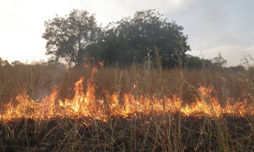 Protection de l’environnement : Les feux de brousse, véritable terreau  fertile au changement climatique