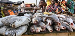Côte d’Ivoire: 185 personnes intoxiquées après une pollution minière dans un fleuve